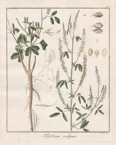 Trifolium vulgara - Steinklee Melilotus albus Honigklee honey clover Bokharaklee Heilpflanzen medicinal plants