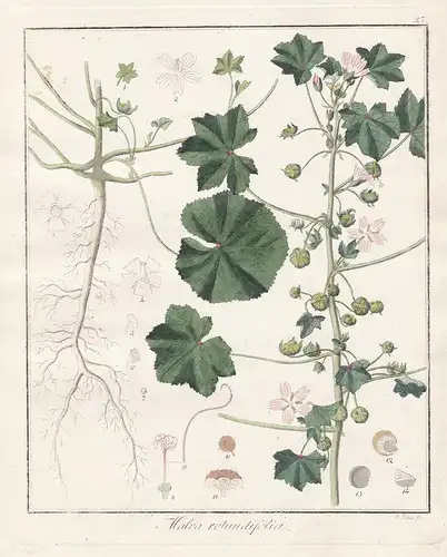 Malva Rotundifolia - Malve mallow Malva pusilla Heilpflanzen medicinal plants Botanik Botanical Botany