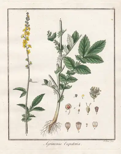 Agrimonia Eupatoria - Odermennig Ackerkraut agrimony church steeples Heilpflanzen medicinal plants Botanik Bot