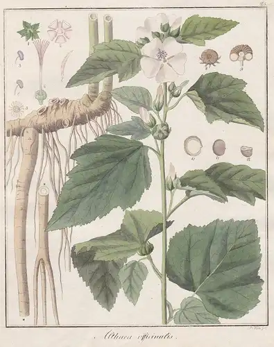 Althaea officinalis -  Eibisch Heilpflanzen medicinal plants Botanik Botanical Botany