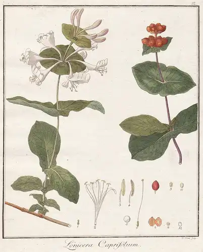 Lonicera Caprifolium - Gartengeißblatt honeysuckle Geißblatt woodbine Heckenkirsche Heilpflanzen medicinal pla