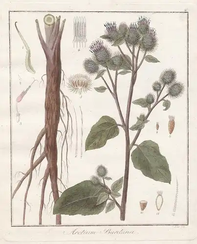 Arctum Bardana -  Klette Heilpflanzen medicinal plants Botanik Botanical Botany