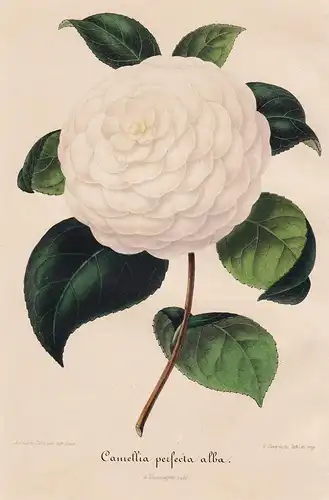 Camellia Perfecta alba - Kamelie Camellia Blume Blumen flower flowers Botanik Botanical Botany