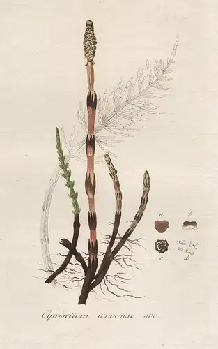 Equisetum arvense - Acker-Schachtelhalm horsetail Botanik botany botanical