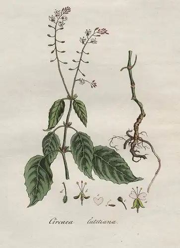 Circaea lutetiana - Großes Hexenkraut broad-leaved enchanter's nightshade flowers Blumen flower Blume Botanik