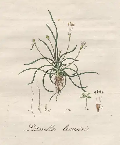 Littorella lacustris - Blumen flower Blume Botanik botany botanical