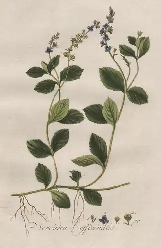 Veronica officinalis - Ehrenpreis heath speedwell common gypsyweed Blumen flower Blume Botanik botany botanica