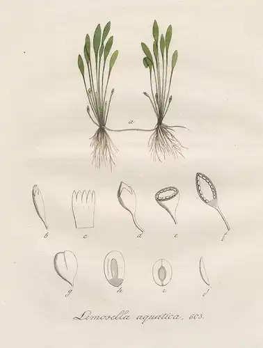 Limosella aquatica - Schlammling water mudwort Botanik botany botanical