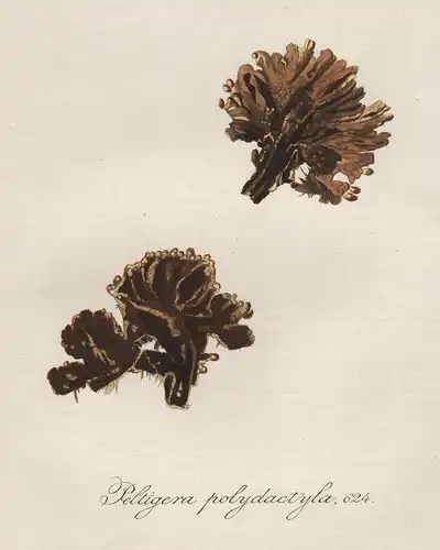 Peltigera polydactyla - Flechte lichen Botanik botany botanical