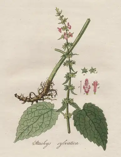 Stachys sylvatica - Wald-Ziest hedge woundwort Blumen flower Blume Botanik botany botanical