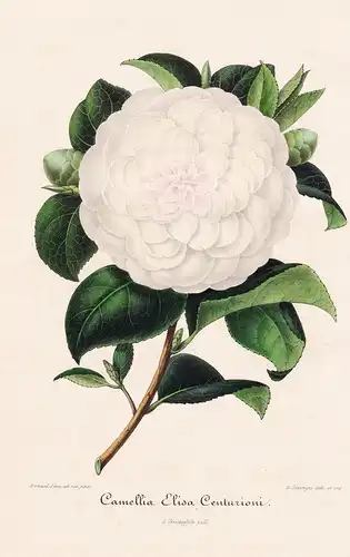 Camellia Elisa Centurioni - Kamelie Camellia Blume Blumen flower flowers Botanik Botanical Botany