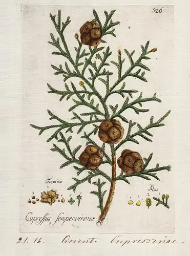 Cupressus sempervirens (Plate 526) - Mittelmeer-Zypresse Mediterranean cypress / Heilpflanzen medicinal plants