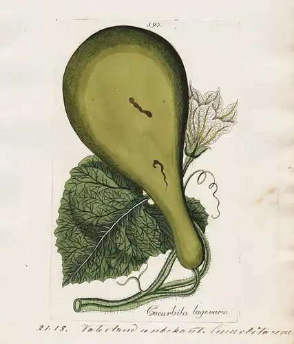 Curcubita lagenaria (Plate 590) - Cucurbita squash Zucchini / Heilpflanzen medicinal plants Kräuter Kräuterbuc