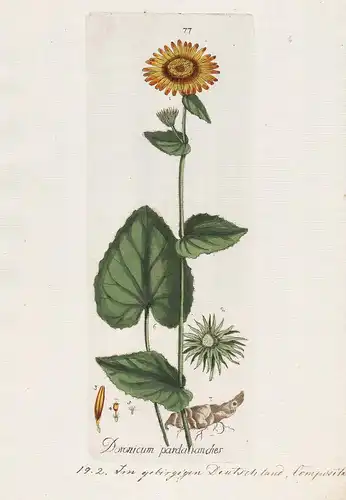 Doronicum pardalianches (Plate 77) - Kriechende Gämswurz leopard's-bane / Heilpflanzen medicinal plants Kräute
