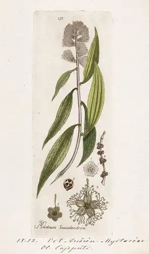 Melaleuca leucadendron (Plate 151) - weeping paperbark Silberbaum-Myrtenheide / Heilpflanzen medicinal plants