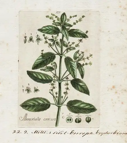 Mercurialis annua (Plate 120) - Einjähriges Bingelkraut annual mercury / Heilpflanzen medicinal plants Kräuter