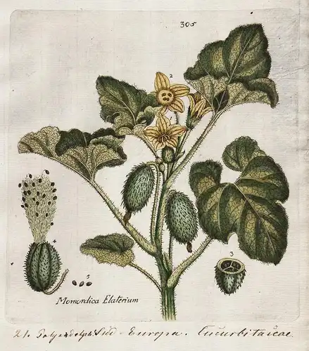 Momordica Elaterium (Plate 305) - Spritzgurke squirting cucumber Ecballium / Heilpflanzen medicinal plants Krä