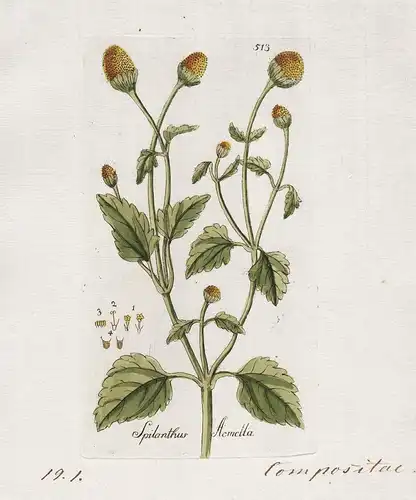 Spilanthus Aemella (Plate 513) - Jambú toothache plant / Heilpflanzen medicinal plants Kräuter Kräuterbuch her