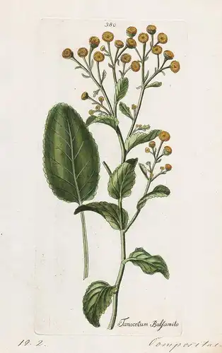Tanacetum Balsamita (Plate 380) - Frauenminze costmary / Heilpflanzen medicinal plants Kräuter Kräuterbuch her