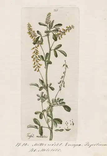 Trifol: melilotus (Plate 125) - Steinklee Melilotus sweet clover / Heilpflanzen medicinal plants Kräuter Kräut