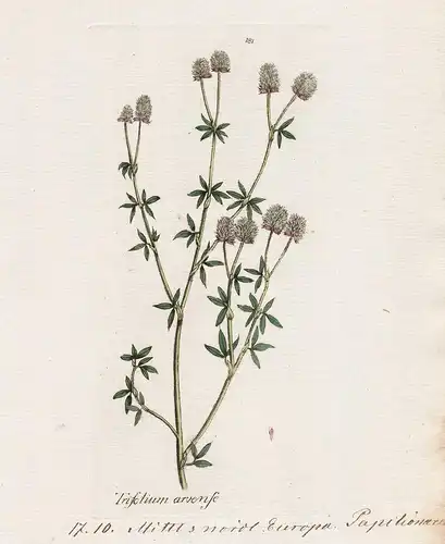 Trifolium arvense (Plate 181) - Weißklee white clover / Heilpflanzen medicinal plants Kräuter Kräuterbuch herb