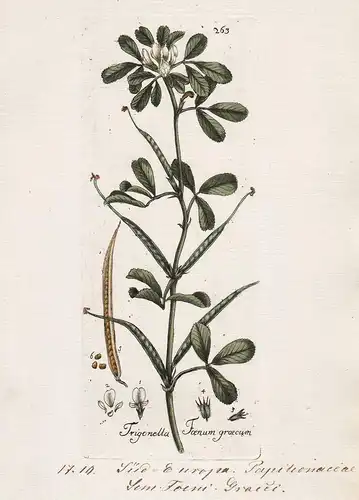 Trigonella Foenum graecum (Plate 263) - Bockshornklee Fenugreek / Heilpflanzen medicinal plants Kräuter Kräute