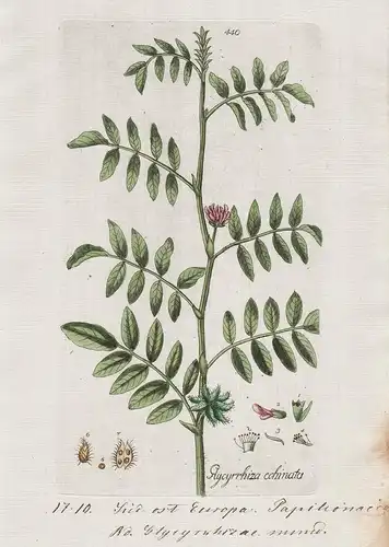 Glycyrrhiza echinata (Plate 440) - Süßholz Liquorice / Heilpflanzen medicinal plants Kräuter Kräuterbuch herba