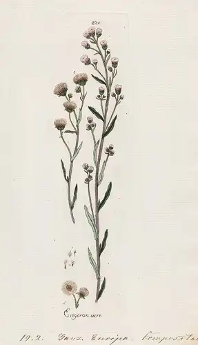 Erigeron acre (Plate 224) - Erigeron acer Berufkraut / Heilpflanzen medicinal plants Kräuter Kräuterbuch herba