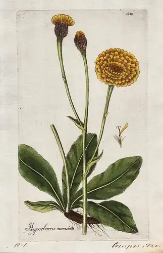 Hypochaeris maculata (Plate 530) - Geflecktes Ferkelkraut / Heilpflanzen medicinal plants Kräuter Kräuterbuch