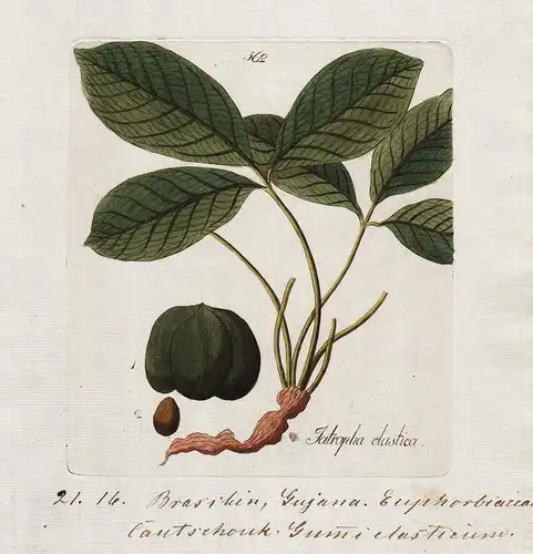 Jatropha elastica (Plate 362) - Brasil Brazil Guyana / Heilpflanzen medicinal plants Kräuter Kräuterbuch herba