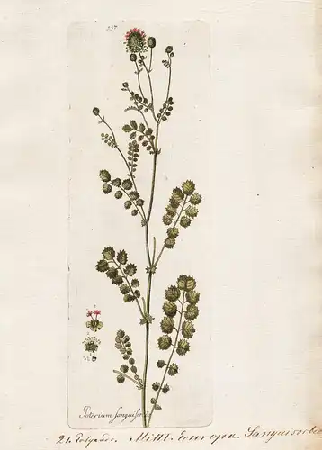 Poterium sanguisorba (Plate 357) - Kleiner Wiesenknopf salad burnet / Heilpflanzen medicinal plants Kräuter Kr