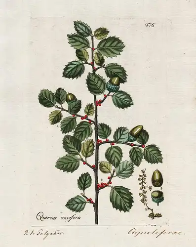 Quercus coccifera (Plate 476) - kermes oak Kermeseiche / Heilpflanzen medicinal plants Kräuter Kräuterbuch her