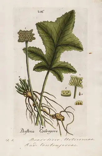 Dorstenia Contrayerva (Plate 286) - Central America South America / Heilpflanzen medicinal plants Kräuter Kräu
