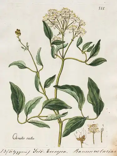 Clematis recta (Plate 515) - erect clematis Aufrechte Waldrebe / Heilpflanzen medicinal plants Kräuter Kräuter