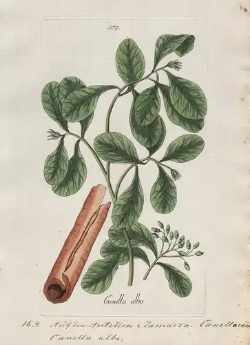 Canella alba (Plate 578) - white cinnamon Jamaica / Heilpflanzen medicinal plants Kräuter Kräuterbuch herbal /