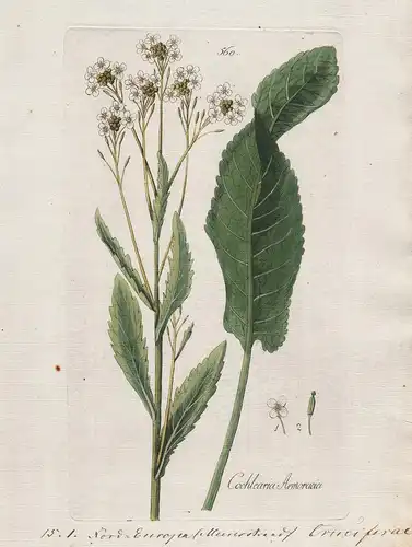 Cochlearia Armoracia (Plate 560) - Heilpflanzen medicinal plants Kräuter Kräuterbuch herbal / Botanica Pharmac