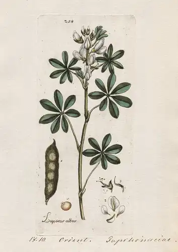 Lupinus albus (Plate 258) - Weiße Lupine white lupin / Heilpflanzen medicinal plants Kräuter Kräuterbuch herba