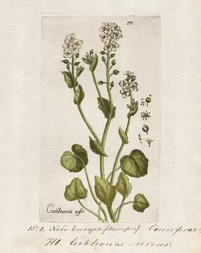 Cochlearia offic: (Plate 560) - scurvygrass Löffelkraut / Heilpflanzen medicinal plants Kräuter Kräuterbuch he