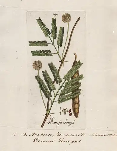 Mimosa Senegal (Plate 390) - Gummiarabikumbaum Senegalia senegal gum acacia / Heilpflanzen medicinal plants Kr