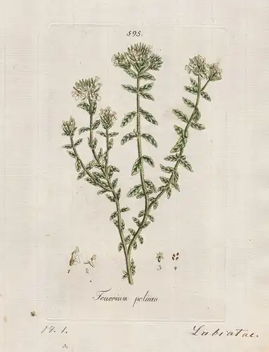 Teucrium polium (Plate 595) - felty germander Polei-Gamander / Heilpflanzen medicinal plants Kräuter Kräuterbu