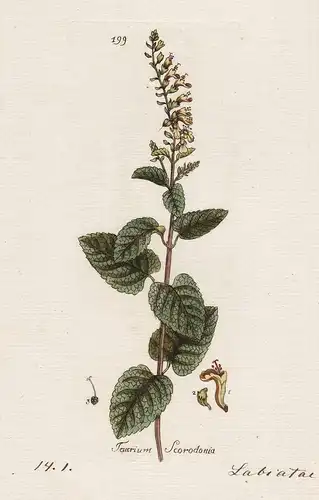 Teucrium Scordonia (Plate 199) - Salbei-Gamander woodland germander / Heilpflanzen medicinal plants Kräuter Kr