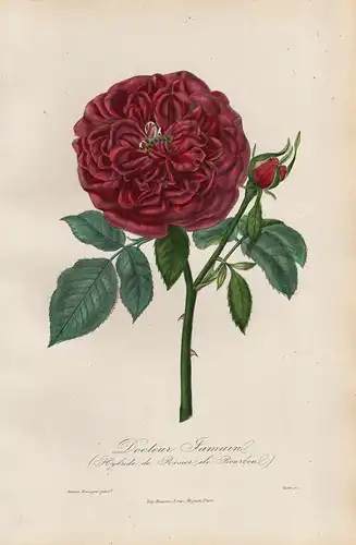 Docteur Jamain (Hybride de Rosier ile Bourbon) - Remontantrose 'Souvenir du Dr. Jamain' Rose Rosen roses flowe