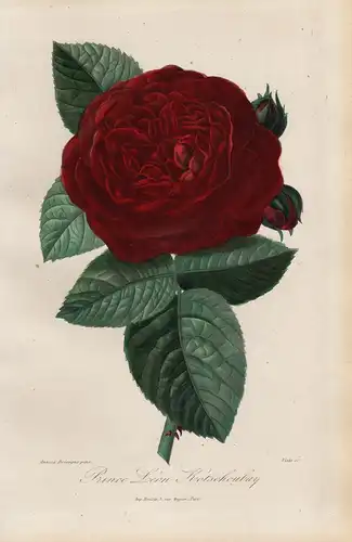 Prince Léon Kotschoubay - Rose Rosen roses flowers Blumen Botanik botanical botany