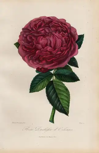 Rose Duchesse d'Orleans - rose rose Rosen roses flowers Blumen Botanik botanical botany