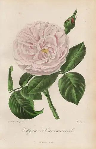 Thyra Hammerich - Rose Rosen roses flowers Blumen Botanik botanical botany