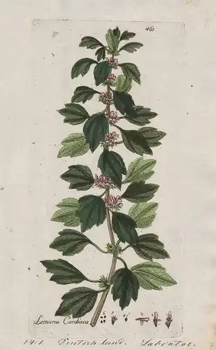 Leonorus cardiaca (Plate 461) - Echtes Herzgespann motherwort / Heilpflanzen medicinal plants Kräuter Kräuterb