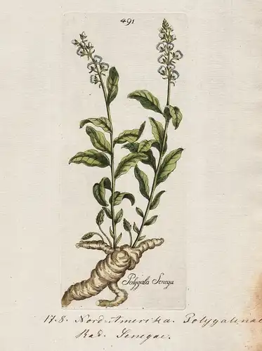 Polygala Senega (Plate 491) - Senegawurzel Seneca snakeroot North America / Heilpflanzen medicinal plants Kräu