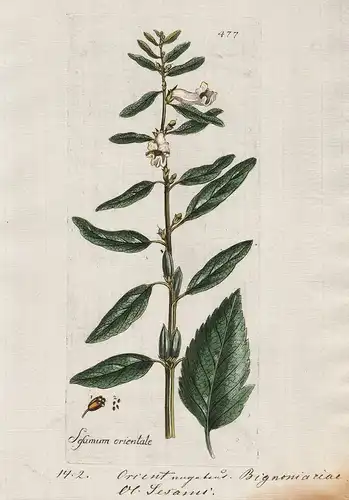 Sesamum orientale (Plate 477) - Sesam Sesame / Heilpflanzen medicinal plants Kräuter Kräuterbuch herbal / Bota