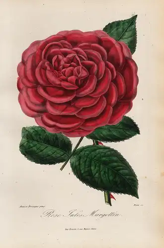 Rose Jules Margottin - Rose Rosen roses flowers Blumen Botanik botanical botany