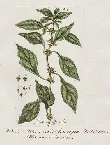 Parietaria officinalis (Plate 459) - Aufrechtes Glaskraut eastern pellitory-of-the-wall / Heilpflanzen medicin